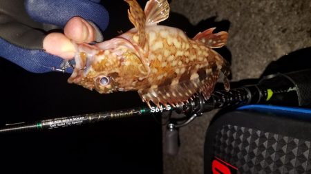 ロックフィッシュ‼