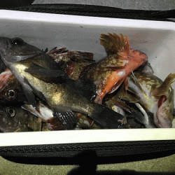 姫路メバル（2019-2）