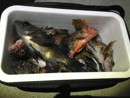 姫路メバル（2019-2）