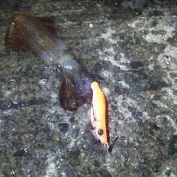 ヒイカとスルメイカ