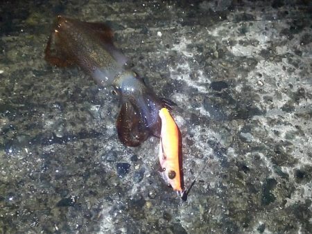 ヒイカとスルメイカ