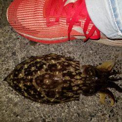 コウイカ連発！！