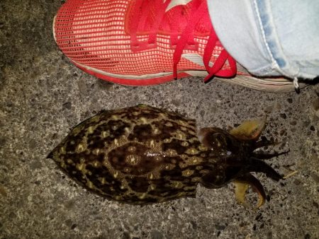 コウイカ連発！！