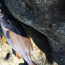 大島沖ソエでグレとイサキ