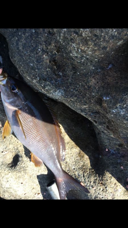 大島沖ソエでグレとイサキ