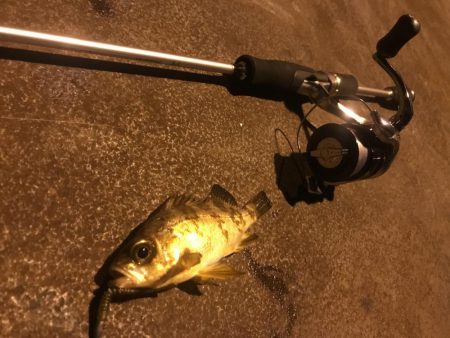 人生初メバリング