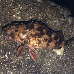 日が落ちてすぐ表層でヒット、時合い短かし。