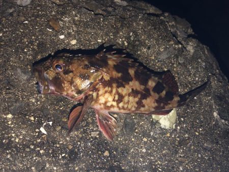 日が落ちてすぐ表層でヒット、時合い短かし。