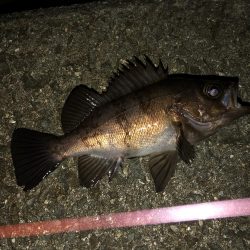 やや遠投で表層のみに反応