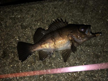 やや遠投で表層のみに反応