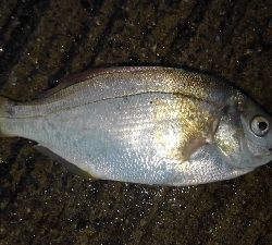 ファミリーフィッシングでGET！！