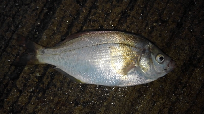 ファミリーフィッシングでGET！！