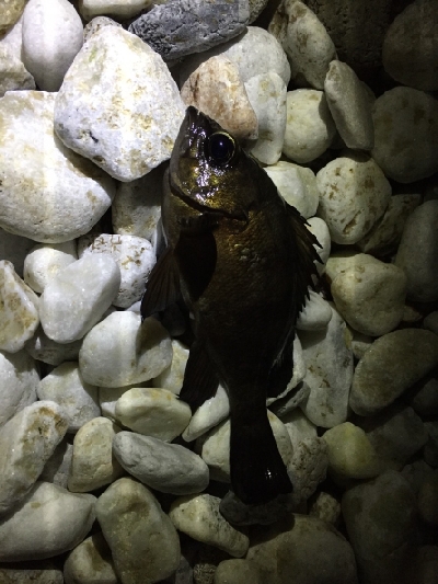 新年メバル探し_１