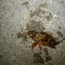 久しぶりのプラッキング