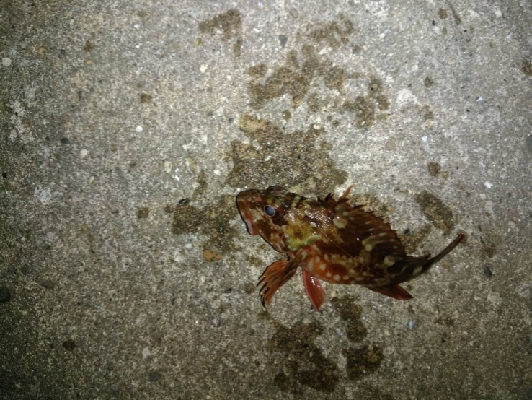 久しぶりのプラッキング