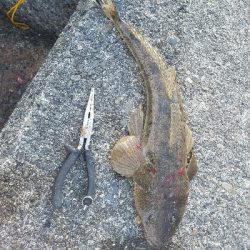 フラットフィッシュ