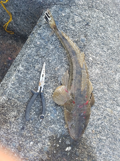 フラットフィッシュ