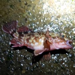 初釣りは厳しく…