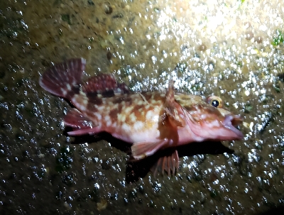 初釣りは厳しく…