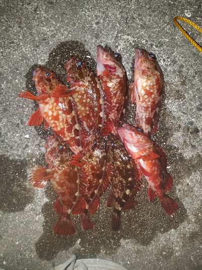 ガシラ釣り　～夕方に数が出た！～