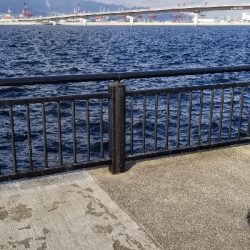 まだ居てました❗