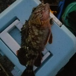 キス釣り ~1月にキス、ガシラ22センチ~