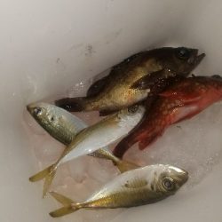 アジ釣り　～サビキ仕掛けにメバル～