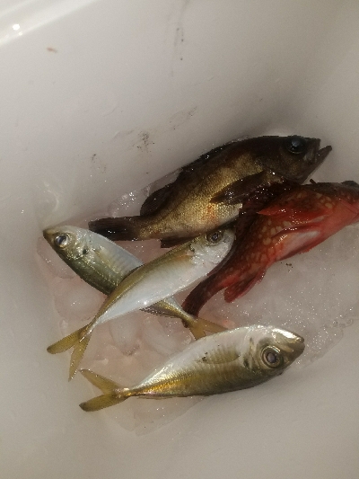 アジ釣り　～サビキ仕掛けにメバル～