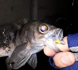 洲本でメバリング