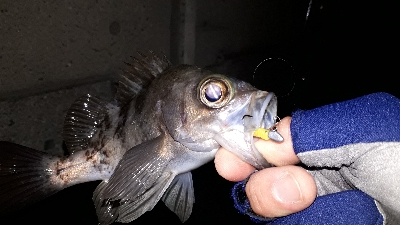 洲本でメバリング