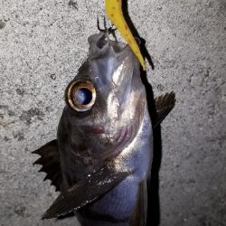 芦屋浜でもメバリング