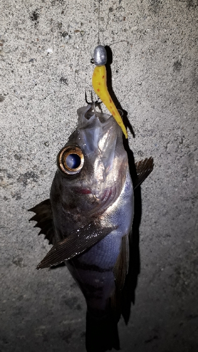 芦屋浜でもメバリング