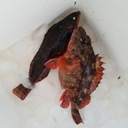 ハゲ釣り　～クジメが出た～