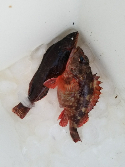 ハゲ釣り　～クジメが出た～