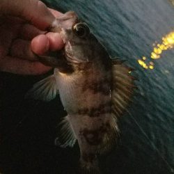 アジ釣り ~メバルも良い感じ?~