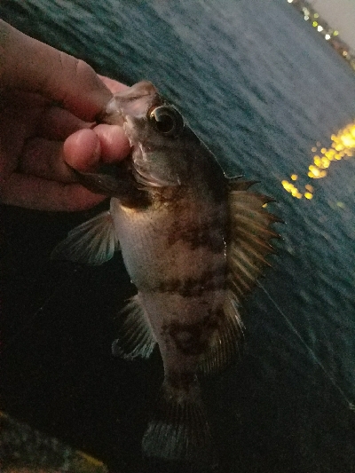 アジ釣り ~メバルも良い感じ?~