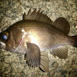 プラッキング　メバル