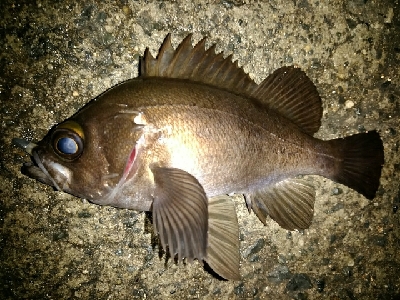 プラッキング　メバル