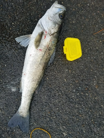 スズキ釣り　～71センチヒット～