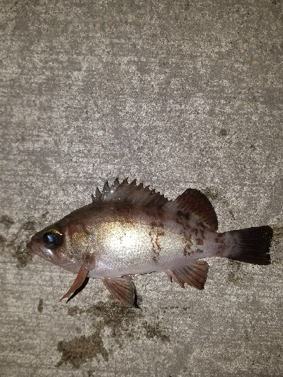 スズキ釣り　～代わりにアジメバル～