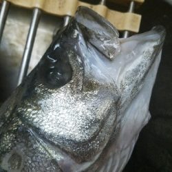 スズキ釣り ~63センチ、隻眼のハネ~