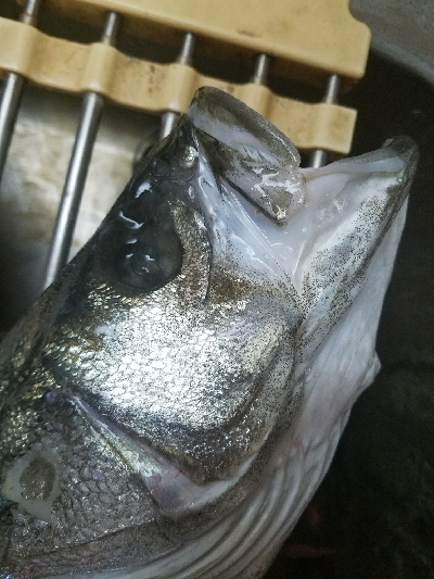 スズキ釣り ~63センチ、隻眼のハネ~