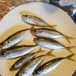 スズキ釣り ~強風高波寒波みぞれ~