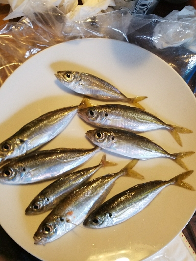 スズキ釣り ~強風高波寒波みぞれ~