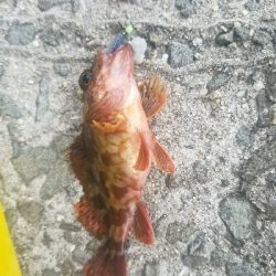 ガシラ釣り ~小さいのばーっかり~