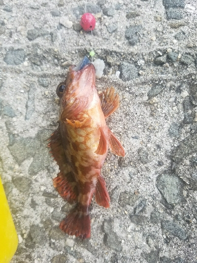 ガシラ釣り ~小さいのばーっかり~