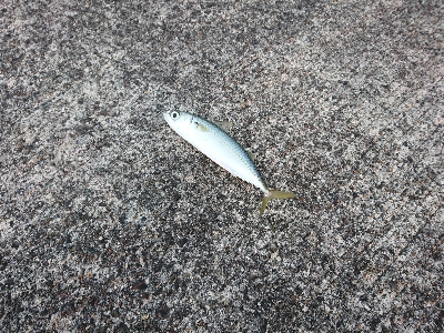 気嵐のサバチャン