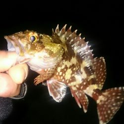 今年、初の釣り