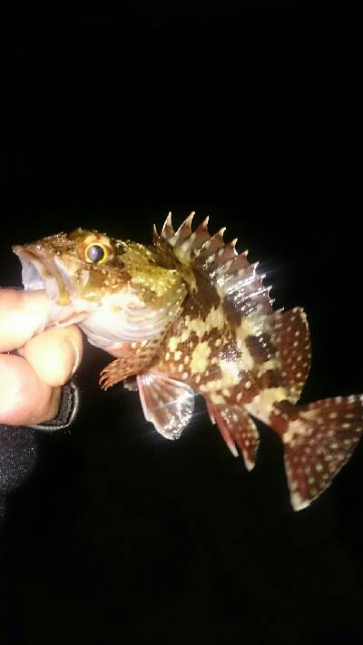 今年、初の釣り