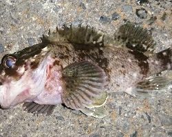 まだまだ釣れる!ロックフィッシュ!